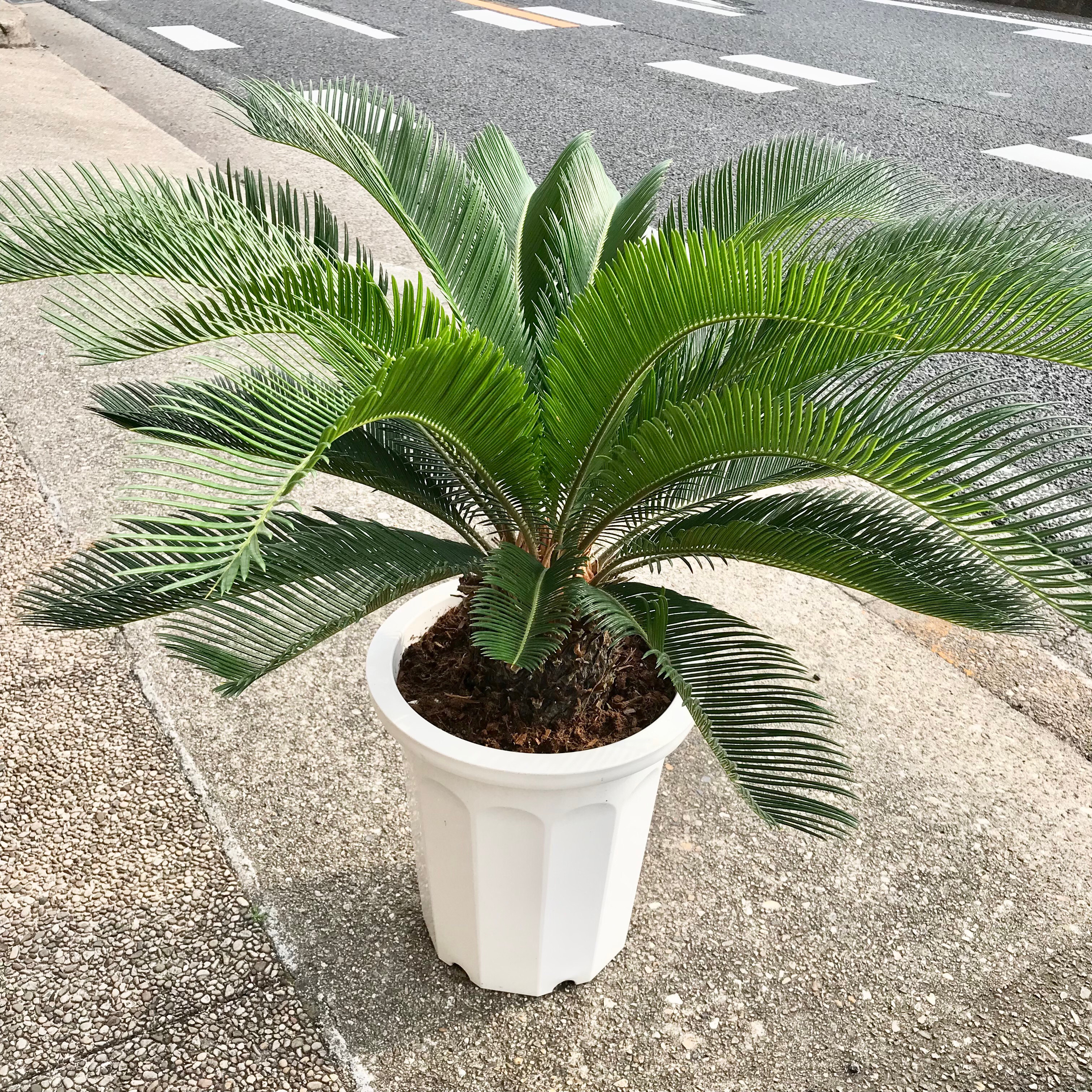 ソテツ　10 ソテツ（10号） | 株式会社中島造園_EC