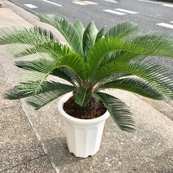 蘇轍葉　ソテツ葉 蘇轍 ソテツ Cycas revoluta 10号 その他インテリア雑貨 PLANTS SHOP