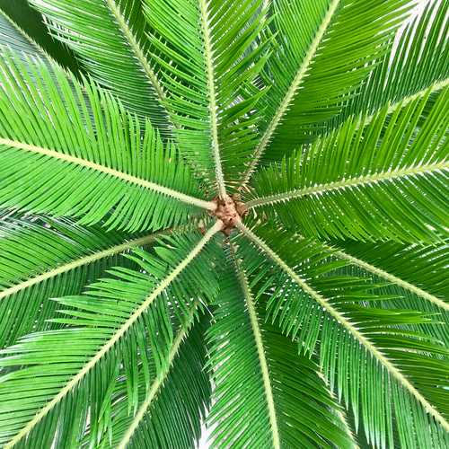 蘇轍 ソテツ Cycas revoluta 10号 その他インテリア雑貨 PLANTS 蘇轍 ソテツ Cycas revoluta 10号 その他インテリア雑貨 PLANTS
