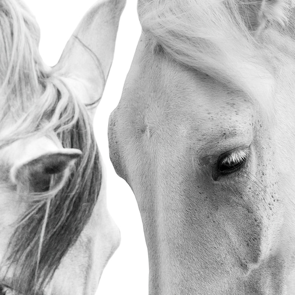 アートポスター 白馬 モノクロ 優雅 北欧風 自然美 動物アート インテリア モダン 白黒写真風 4709 7枚目の画像