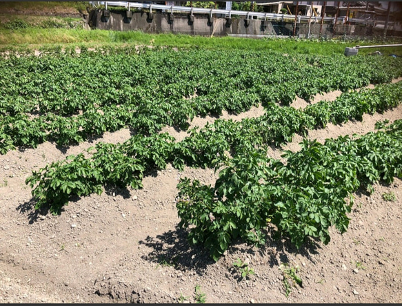 瀬戸内せんべい4袋（クリックポスト便） 4枚目の画像