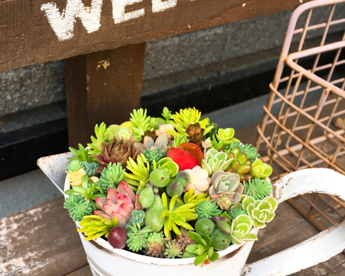 ★多肉植物　寄せ植え〜ミッフィーとお花畑〜そのまま飾れます(≧∀≦)★ ミッフィー 多肉寄せ植えのおしゃれなアレンジ・飾り方の