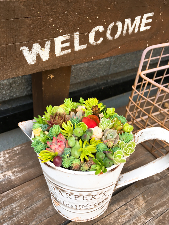 ★★壁掛け❤️★寄せ植え★このまま飾れます★多肉植物★豪華♪♪ 豪華❣️可愛い❣️☆多肉植物☆寄せ植え☆このまま飾れます
