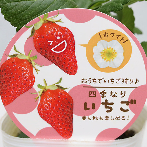 100本　イチゴ　苗　とちおとめ　苺 とちおとめ苗100本イチゴ苺