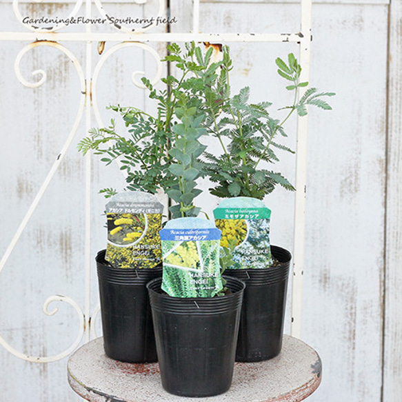 常緑苗木 アカシア ミモザ ・三角葉・ポートリンカーンワトル