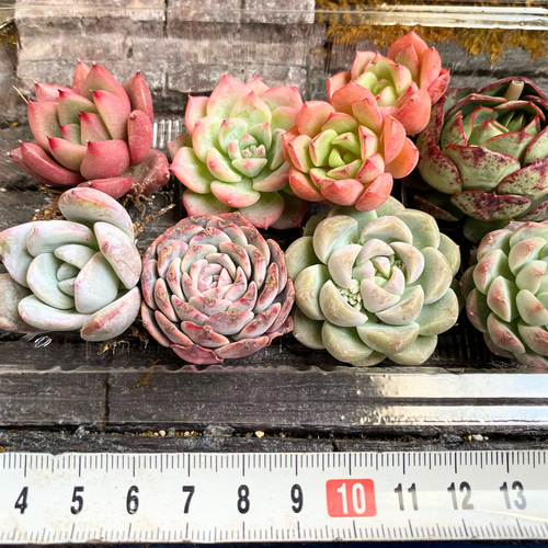 A】名前付き韓国苗 限定8種セット お買い得 多肉植物 寄せ植え 多肉