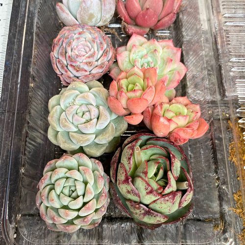 A】名前付き韓国苗 限定8種セット お買い得 多肉植物 寄せ植え