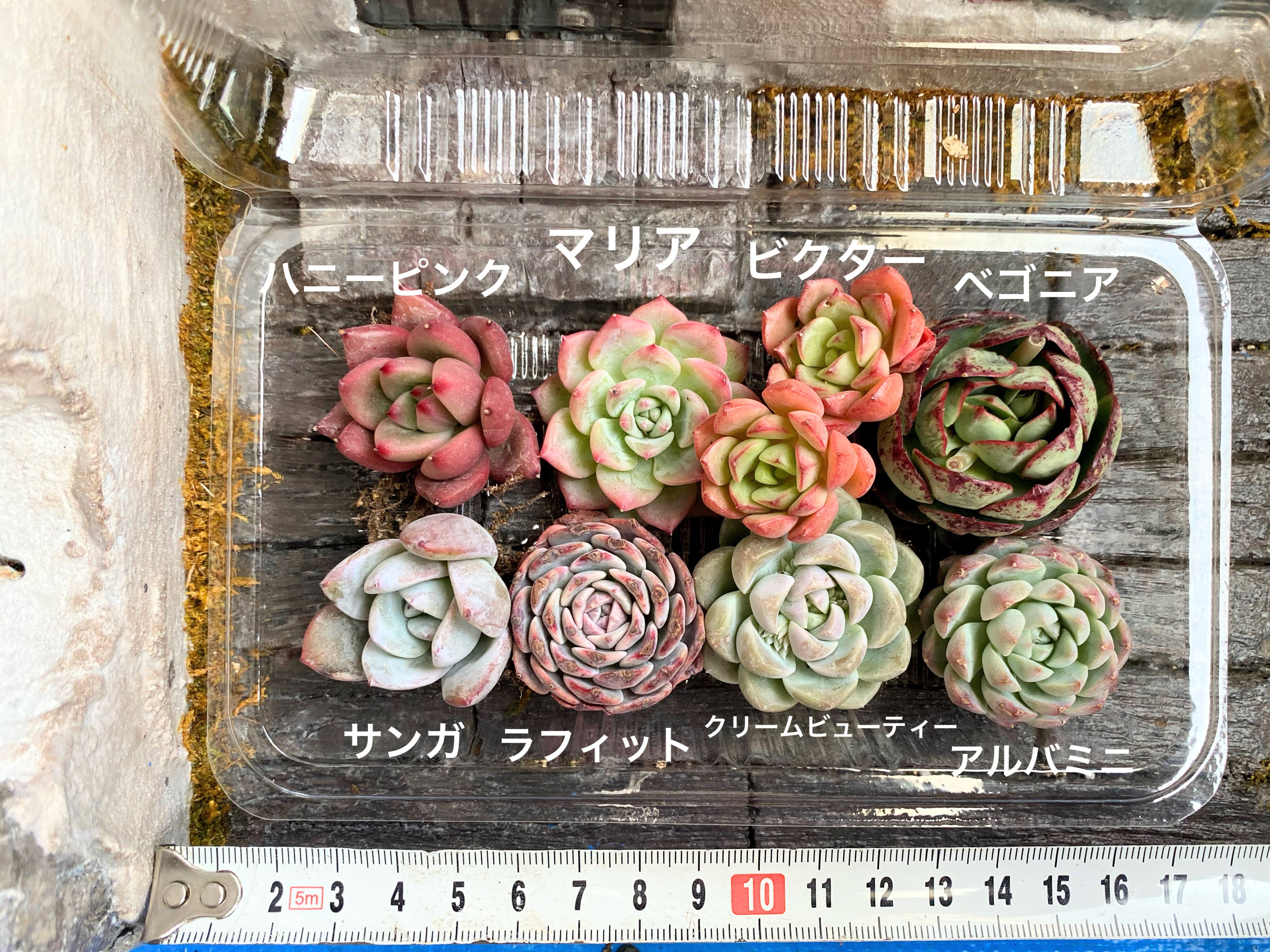 【A】名前付き韓国苗 限定8種セット お買い得 多肉植物 寄せ植え ...