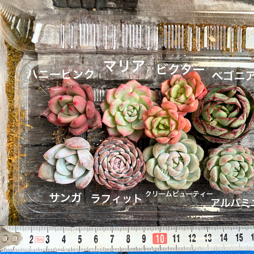 多肉植物　寄せ植え　韓国苗　ブック　a 多肉植物寄せ植え韓国苗ブックa