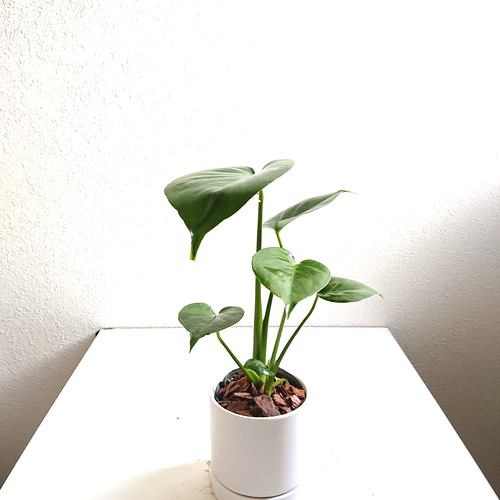 ○数量限定○新作○ ハートの葉 ”モンステラ ホワイトマット鉢/受け皿