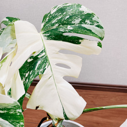 ［現品］【希少】　モンステラ　ボルシギアナ 2  白　斑入り　観葉植物　綺麗　室内　レア　セラアート鉢受け皿付き 7枚目の画像