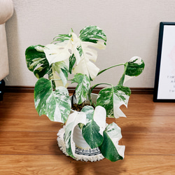 ［現品］【希少】　モンステラ　ボルシギアナ 2  白　斑入り　観葉植物　綺麗　室内　レア　セラアート鉢受け皿付き 2枚目の画像