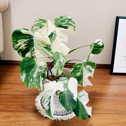 ［現品］【希少】　モンステラ　ボルシギアナ 2  白　斑入り　観葉植物　綺麗　室内　レア　セラアート鉢受け皿付き 3枚目の画像