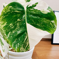［現品］【希少】　モンステラ　ボルシギアナ 2  白　斑入り　観葉植物　綺麗　室内　レア　セラアート鉢受け皿付き 9枚目の画像