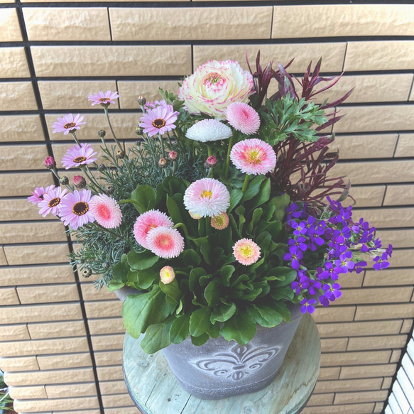デージーとラナンキュラスの寄せ植え♪ アートフラワー まめこのいえ