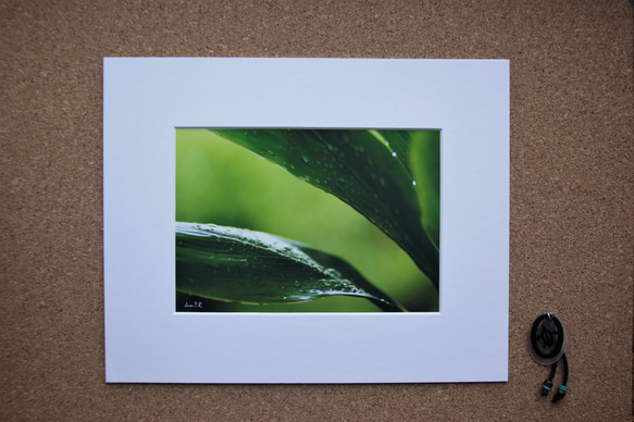 Creema春の福袋2023　ハワイの写真　南の島　南国　植物写真　緑　プランツ　グリーン　風景写真　マットフレーム 2枚目の画像