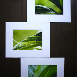 Creema春の福袋2023　ハワイの写真　南の島　南国　植物写真　緑　プランツ　グリーン　風景写真　マットフレーム 1枚目の画像