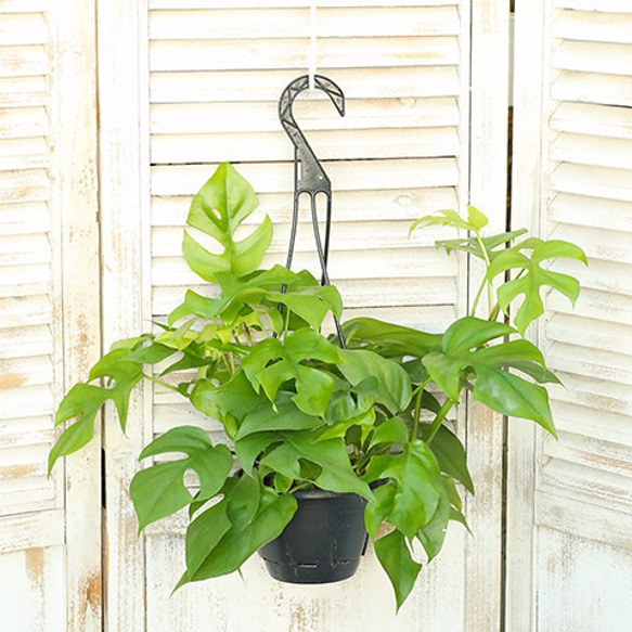 ヒメモンステラ吊り下げ式観葉植物一点物 ヒメモンステラ吊り下げ式観葉植物一点物 ヒメモンステラ吊り