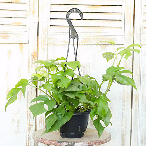観葉植物 ヒメモンステラ 吊り鉢 4.5号(13cm) インテリア