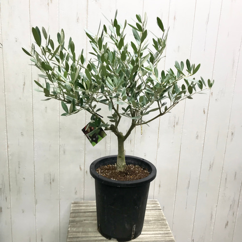 オリーブの木 souju ミッション 7号鉢 その他インテリア雑貨 PLANTS