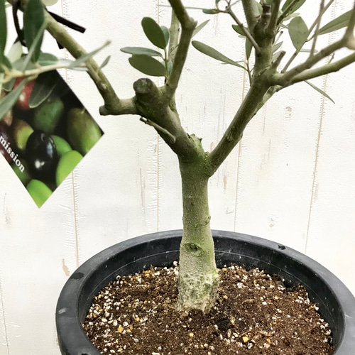 オリーブの木 souju ミッション 7号鉢 その他インテリア雑貨 PLANTS