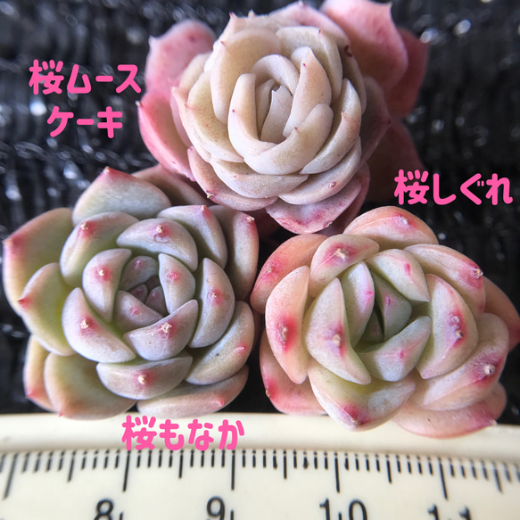 お買い得❣️多肉植物 エケベリア 桜シリーズ 小苗 3点セット 多肉植物  