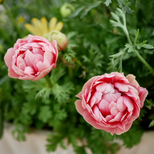 華やか 春のお花 寄せ植え アネモネシフォン ダブル ふわふわ