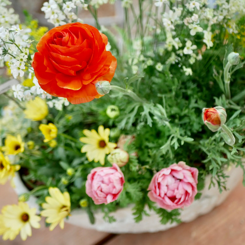 華やか 春のお花 寄せ植え アネモネシフォン ダブル ふわふわ