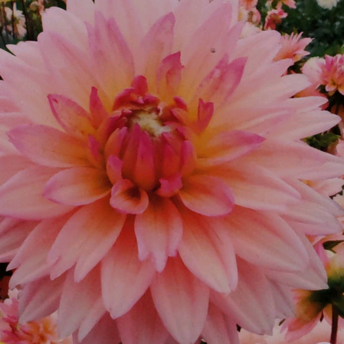 サーモンピンク【優芽ゆめ芽出し球根】あふれ咲きダリア驚く程沢山の花