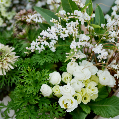 ベンチ 型 グリーンとホワイトの爽やか 寄せ植え アネモネ 凛々花 