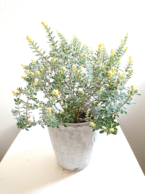 ○限定○新作○希少 シルバーリーフ ”ロータス・ブリムストーン（大株