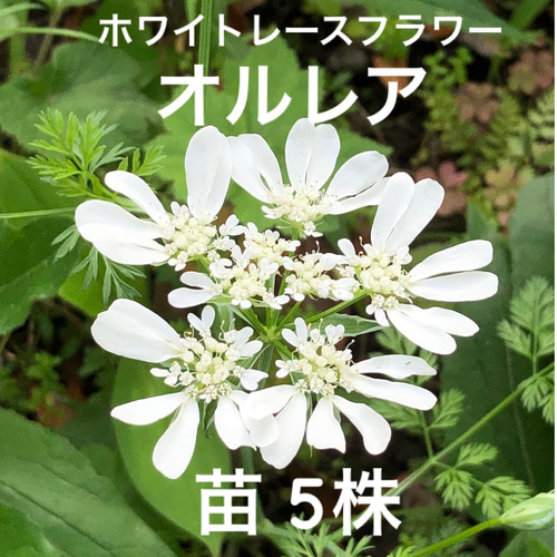 オルレア 苗 5株 ＊ ホワイトレースフラワー 多肉植物 ちいさなうさぎ 