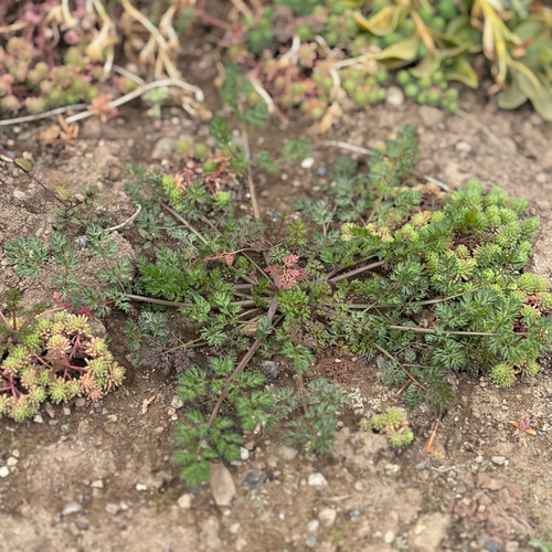 オルレア 苗 5株 ＊ ホワイトレースフラワー 多肉植物 ちいさなうさぎ