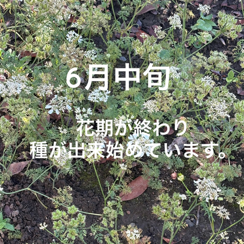 オルレア 苗 5株 ＊ ホワイトレースフラワー 多肉植物 ちいさなうさぎ