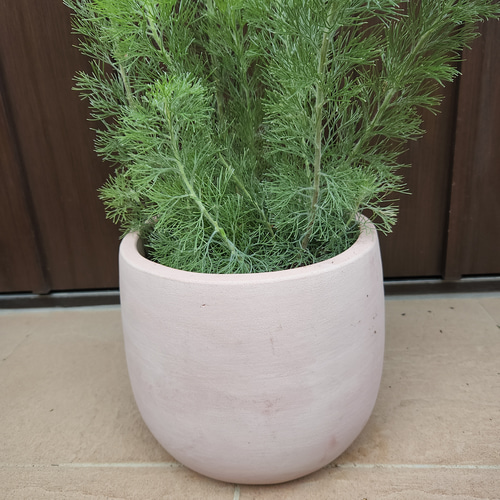 ダブル／ミストブルー もふもふ可愛い♡アデナンサス ウーリーブッシュ