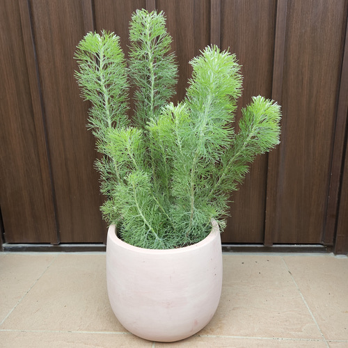 もふもふ可愛い♪アデナンサス ウーリーブッシュ テラコッタ鉢植え 苗