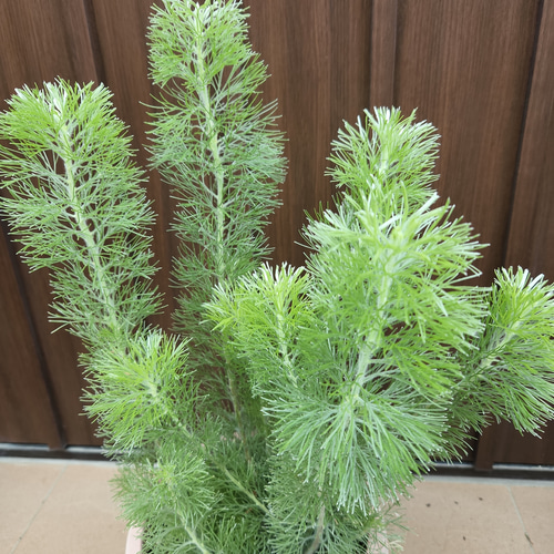 ダブル／ミストブルー もふもふ可愛い♡アデナンサス ウーリーブッシュ