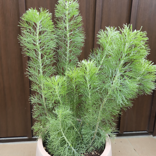 ダブル／ミストブルー もふもふ可愛い♡アデナンサス ウーリーブッシュ