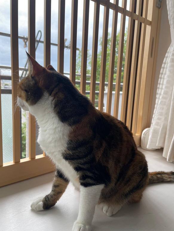 ネコちゃん用　窓からの脱走防止柵【引き戸】 送料