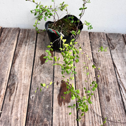 真珠コケモモ♪パールのような実がなる♪着生植物♪ 14枚目の画像