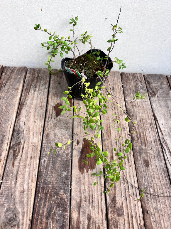 真珠コケモモ♪パールのような実がなる♪着生植物♪ 14枚目の画像