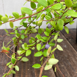 真珠コケモモ♪パールのような実がなる♪着生植物♪ 8枚目の画像