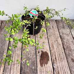 真珠コケモモ♪パールのような実がなる♪着生植物♪ 15枚目の画像