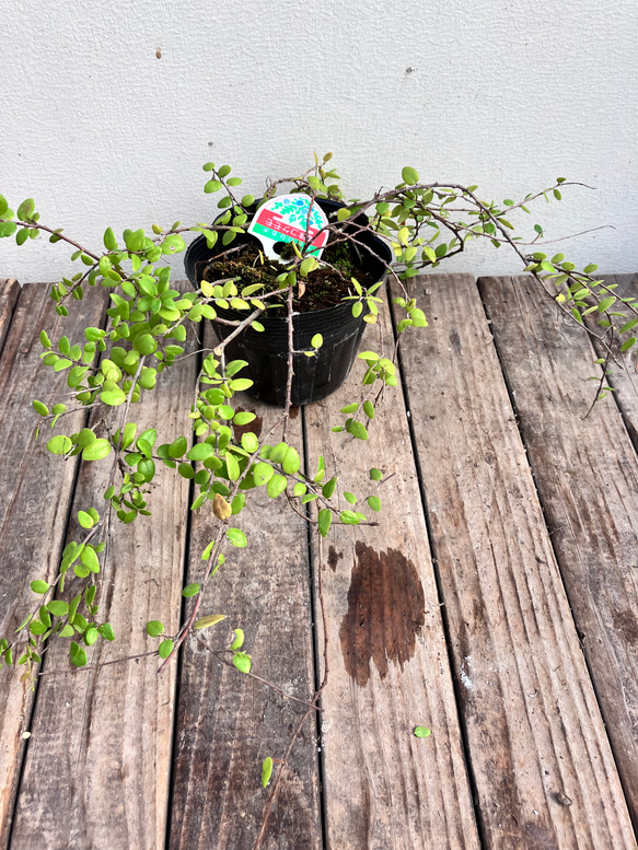 真珠コケモモ♪パールのような実がなる♪着生植物♪ 15枚目の画像