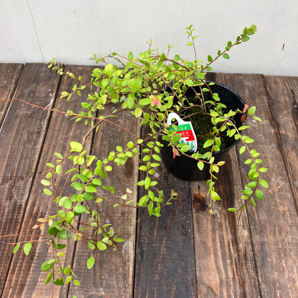 真珠コケモモ♪パールのような実がなる♪着生植物♪ 5枚目の画像