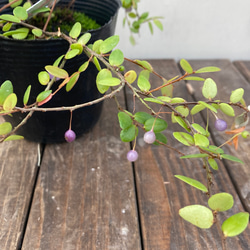 真珠コケモモ♪パールのような実がなる♪着生植物♪ 3枚目の画像