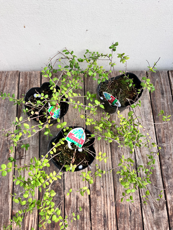 真珠コケモモ♪パールのような実がなる♪着生植物♪ 12枚目の画像