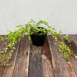 真珠コケモモ♪パールのような実がなる♪着生植物♪ 9枚目の画像