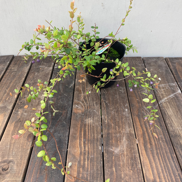 真珠コケモモ♪パールのような実がなる♪着生植物♪ 4枚目の画像