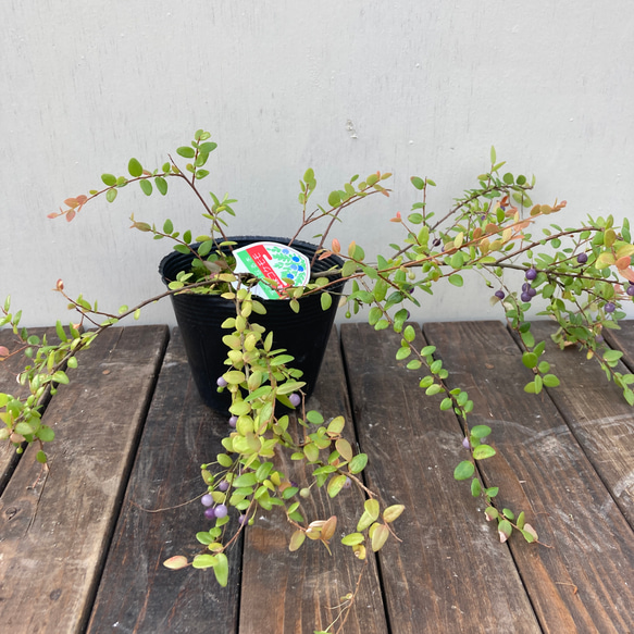 真珠コケモモ♪パールのような実がなる♪着生植物♪ 2枚目の画像